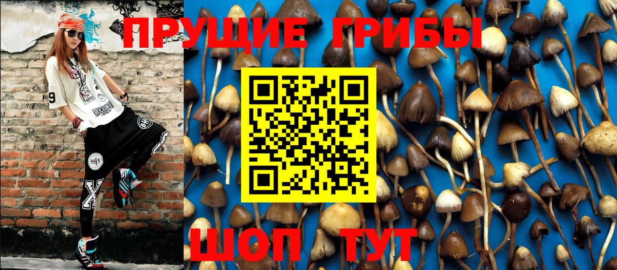 Псилоцибиновые грибы GOLDEN TEACHER  Вологда 