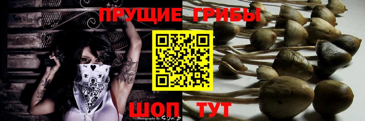Вологда  Псилоцибиновые грибы Cubensis  Галлюциногенные грибы Psilocybine cubensis  Вход с VPN 